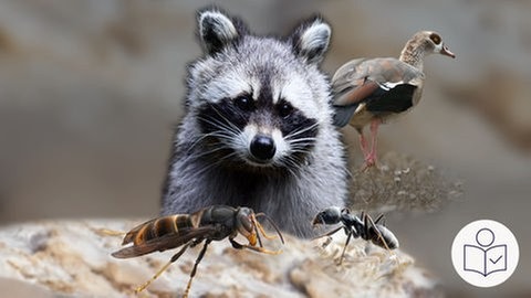 Waschbär, Insekten und Nil·gans in einem Bild zusammen·gefügt. Rechts das SWR Logo für Leichte Sprache.