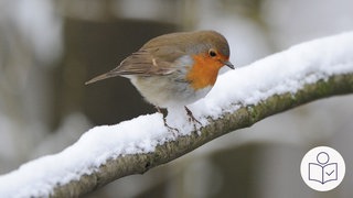 Ein Rotkehlchen sitzt auf einem schnee·bedeckten Ast. Vögel wie das Rotkehlchen sollen bei einer Vogel·zählung des Natur·schutz·bunds NABU gezählt werden. Rechts das SWR Logo für Leichte Sprache.