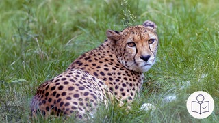 Der Zoo Wilhelma in Stuttgart hält viele Groß·katzen. Die Geparden haben im vergangenen Jahr Nachwuchs bekommen. Das Foto zeigt einen Geparden vor grünem Hintergrund. Rechts das SWR Logo für Leichte Sprache.