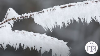 Ein Zweig mit Eis·kristallen. Rechts das SWR Logo für Leichte Sprache.