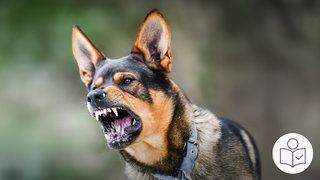 Das ist ein Beispiel·bild. Es zeigt einen Hund. Der Hund zeigt die Zähne. Der Hund sieht gefährlich aus. Rechts das SWR Logo für Leichte Sprache. 