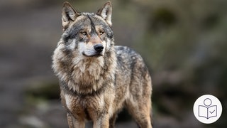 Das ist ein Beispiel·bild. Ein Wolf steht im Wald. Rechts das SWR Logo für Leichte Sprache.