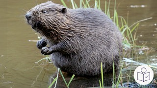Ein Biber sitzt am Wasser. Um ihn herum ist Gras. Rechts das SWR Logo für Leichte Sprache.  
