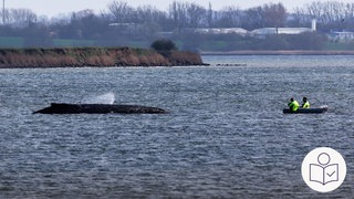 Der Buckel·wal Timmy im Wasser vor der Insel Poel. Neben dem Wal ein Boot mit Helfern. Rechts das SWR Logo für Leichte Sprache.