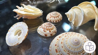 Mehrere Muscheln in allen möglichen Formen und Farben. Die Muscheln sind aus dem Muschel·museum in Ochsenhausen. Rechts das SWR Logo für Leichte Sprache.