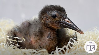 Ein Vogel·junges in einem Nest aus Baumwolle. Das Vogel·junge ist ein Waldrapp. Es ist schwarz und hat einen langen Schnabel. Rechts das SWR Logo für Leichte Sprache.  