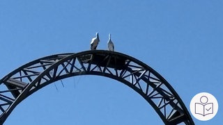 Zwei Störche sitzen auf den Schienen von einer Achter·bahn. Die Störche haben ein Nest oben auf den Schienen gebaut. Die Achter·bahn steht im Freizeit·park Tripsdrill. Rechts das SWR Logo für Leichte Sprache. 