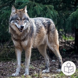 Ein Wolf steht auf einem Erd·boden. Im Hintergrund ist ein Nadel·baum. Rechts das SWR Logo für Leichte Sprache.