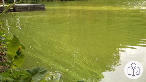 Der Bade·see in Kindsbach. Durch die Blau·alge ist der See grün-blau. Das Bild ist aus dem letzten Jahr. Rechts das SWR Logo für Leichte Sprache.