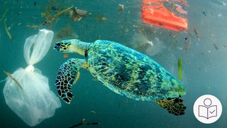 EIne Meeres·schildkröte schwimmt im Meer. Um sie herum ist Plastikabfall. Direkt vor der Meeres·schildkröte ist eine große Plastiktüte. Rechts das SWR Logo für Leichte Sprache. 