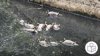 Tote Ratten schwimmen im Wasser·graben in Bodenheim. Die Ratten werden jetzt untersucht. Rechts das SWR Logo für Leichte Sprache.