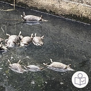 Tote Ratten schwimmen im Wasser·graben in Bodenheim. Die Ratten werden jetzt untersucht. Rechts das SWR Logo für Leichte Sprache.