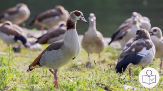 Viele Nilgänse stehen auf einer Wiese. Im Hintergrund ein kleiner See. Rechts unten das SWR-Logo für Leichte Sprache.