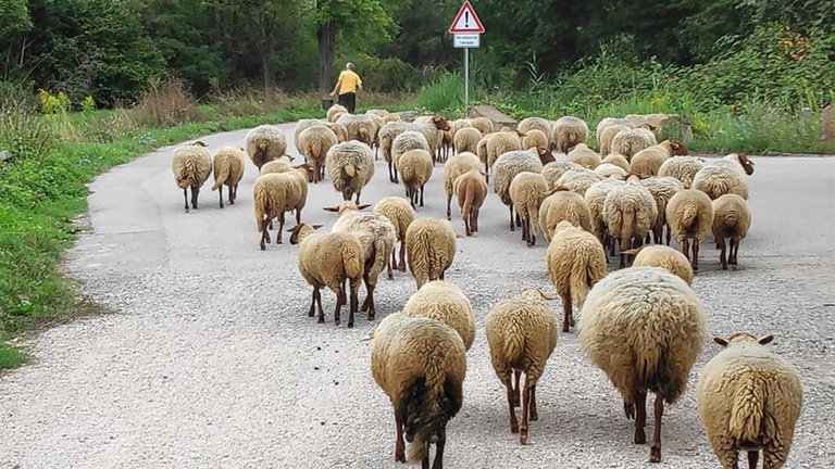 Mann und Schafsherde von hinten
