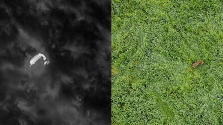 Split-Screen mit Aufnahme schwarzweiß von Reh in der Wiese und Farbaufnahme
