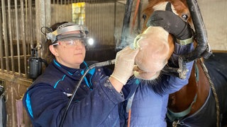 Junge Frau behandelt die Zähne eine Pferdes