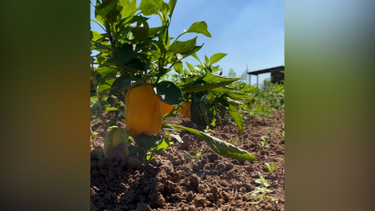 Eine Paprikapflanze auf einem Feld in der Sonne.