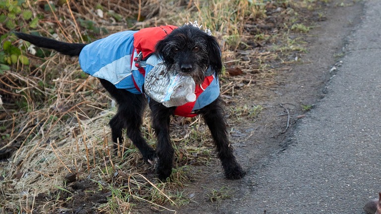 Hund mit blau roter Weste auf einem Feldweg hat eine alte Plastikflasche im Maul