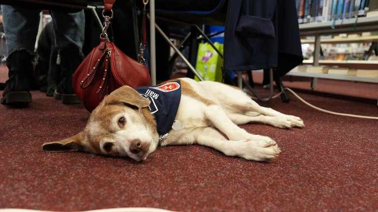 Ein kleiner Hund liegt auf der Seite am Boden und schaut verträumt in die Kamera. 