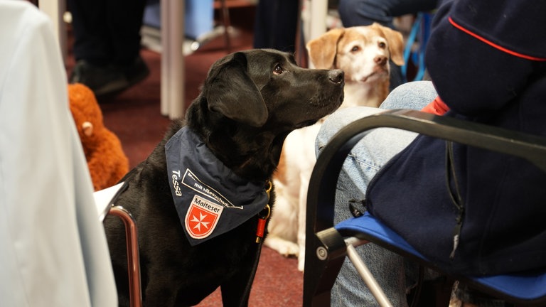 Ein schwarzer Labrador mit einem Halstuch, auf dem das Logo der Malteser aufgenäht ist. 