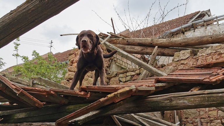 Ein brauner Hund steht in einem Schutthaufen.