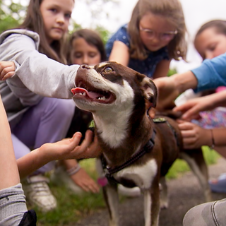 Hildegard ist eine junge, weiß-braun-gefleckte Mopshündin. Sie wird draußen bei einem Spaziergang von sieben Kindern gestreichelt, hat die Zunge raushängen und scheint es zu genießen.