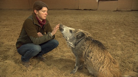 Junge Frau und Wildschwein in der Reithalle