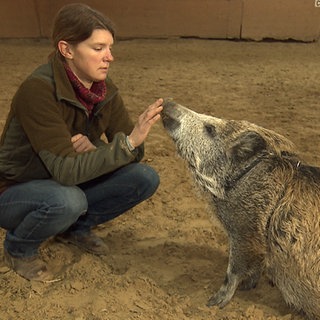 Junge Frau und Wildschwein in der Reithalle