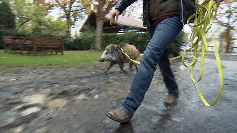 Wildschwein an der Leine beim Spazierengehen mit Frauchen