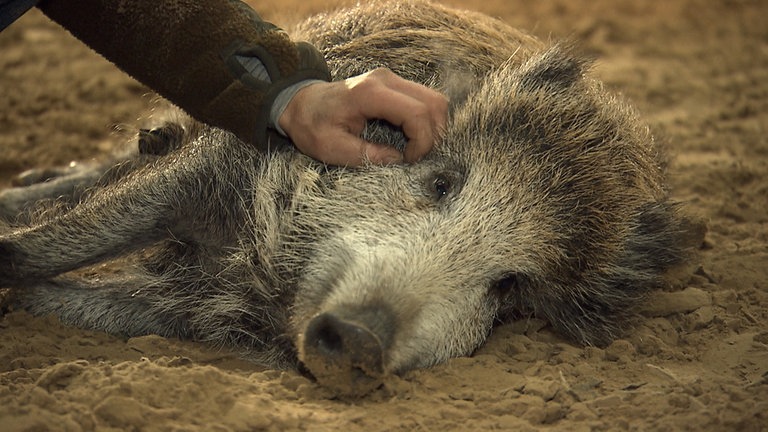 Nahaufnahme Wildschwein liegt am Boden und wird gekrault