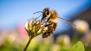 Wildbiene sitzt auf Kleeblüte im Garten