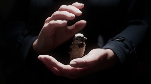 Ein Spatz zwischen zwei Händen. Szene des Kurzfilms "A Sparrow's Song".