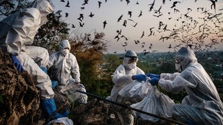 Filmstill aus der Kino-Doku "Blame": Forschende nehmen Proben von Fledermäusen