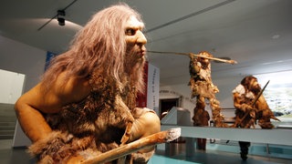 Das Bild zeigt einen Neanderthaler. Er und der Homo Sapiens haben einen gemeinsamen Vorfahren.