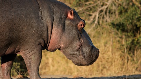 Das Bild zeigt ein Flusspferd.