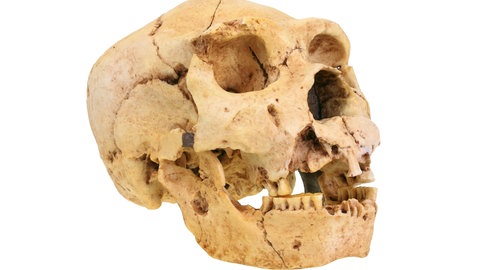 Das Foto zeigt eine Schädel-Replik des Homo Heidelbergensis.