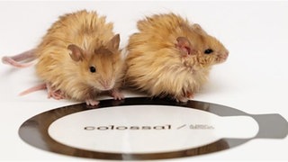 Zwei Mäuse mit ungewöhnlichem Mammut-Fell sitzen im Labor von Colossal auf einer weißen Oberfläche.