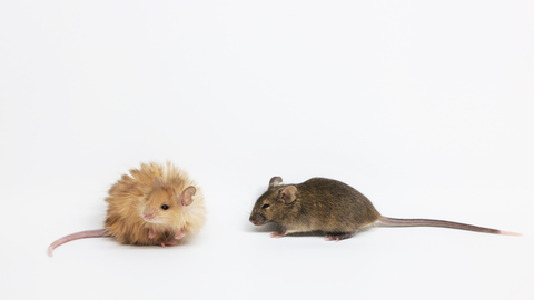 Eine Maus aus dem Labor mit langem, wuscheligem Mammut-Fell sitzt neben einer normal aussehenden Maus mit glattem, kurzem Fell auf weißem Hintergrund. Die genetische Veränderung wurde durch das Biotech-Startup Collosal ermöglicht.