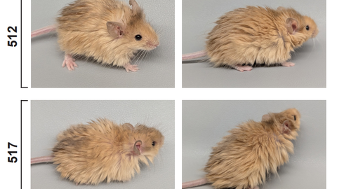 Foto aus dem Labor von Collosal: Die erste Maus (512) hat ein dichtes, mammutartiges Fell in hellbraun und sitzt aufrecht mit neugierigem Blick. Die zweite Maus (517) hat ein noch üppigeres Fellkleid. Beide Mäuse haben auffällig flauschiges Fell, das sie deutlich größer erscheinen lässt, als ihre zierlichen rosa Pfoten vermuten lassen.
