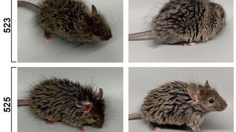 Zwei Mäuse aus dem Collosal Labor mit einem auffälligen Mammut-Fell in dunkelbraun-grau, fotografiert aus verschiedenen Blickwinkeln. Die Mäuse (523 und 525) haben ein strukturiertes Fellkleid mit einer gesprenkelten Musterung.
