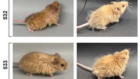 Zwei Mäuse (532 und 533) aus dem Collosal Labor mit einem Mammut-Fell in hellbeige. Die Mäuse zeigen ein besonders langes, seidiges Fell, das ihnen ein wuscheliges Aussehen verleiht.