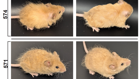 Zwei Mäuse (571 und 574) aus dem Labor von Collosal mit außergewöhnlichem Mammut-Fell in goldblond.