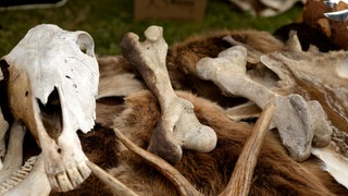 Tierknochen, tags: Kelten, Grabbeilage