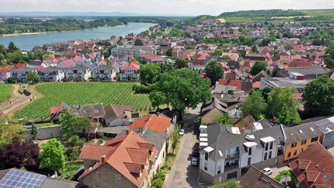 Die alte Friedenseiche in Nierstein