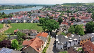 Die alte Friedenseiche in Nierstein