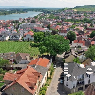 Die alte Friedenseiche in Nierstein