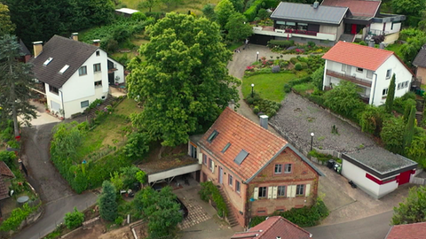 Die Esskastanie von Gleisweiler