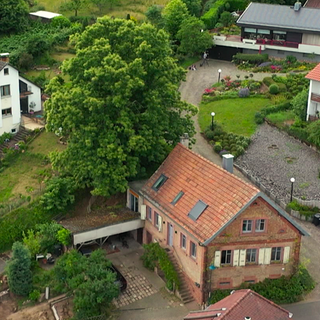 Die Esskastanie von Gleisweiler