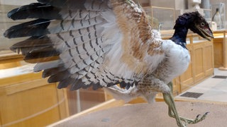 Modell des Archaeopteryx, vogelähnlicher Dinosaurier