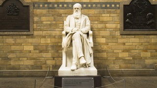 Statue von Charles Darwin im Natural History Museum